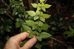 Jasminum singuliflorum
