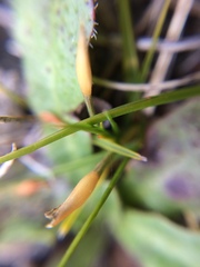 Zoysia minima