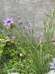 Sisyrinchium platense