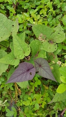 Ipomoea tiliacea