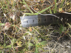 Zoysia minima