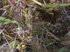 Zoysia minima
