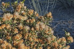 Chuquiraga avellanedae