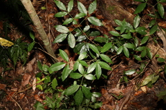 Bouchardatia neurococca