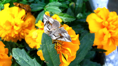 Macdunnoughia purissima