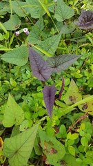 Ipomoea tiliacea