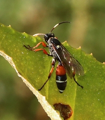 Ichneumon promissorius