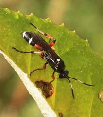 Ichneumon promissorius