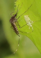 Aedes alboannulatus