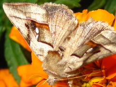 Macdunnoughia purissima