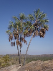 Livistona inermis
