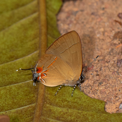 Calycopis atnius