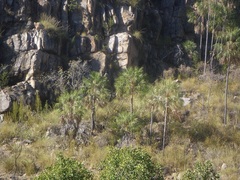 Livistona inermis