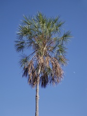 Livistona inermis
