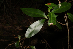 Planchonella australis