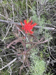 Castilleja affinis
