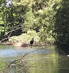 Phalacrocorax carbo