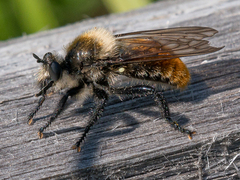 Laphria janus