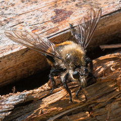 Laphria janus