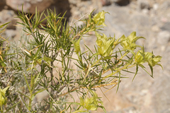 Hecastocleis shockleyi