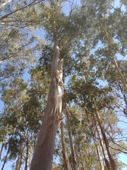 Eucalyptus polyanthemos