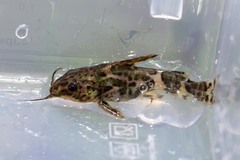 Synodontis
