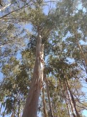 Eucalyptus polyanthemos