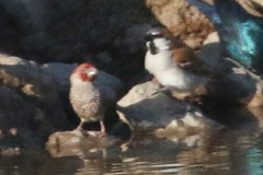 Passer motitensis