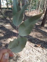 Eucalyptus polyanthemos