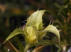 Hecastocleis shockleyi