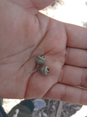 Eucalyptus polyanthemos