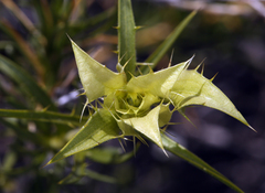 Hecastocleis shockleyi