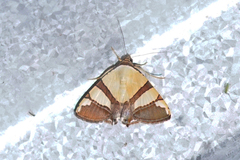 Eulepidotis julianata