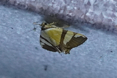 Eulepidotis julianata