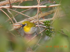 Zosterops palpebrosus