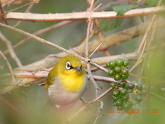 Zosterops palpebrosus