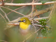 Zosterops palpebrosus