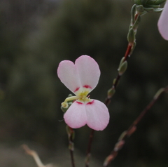 Stylidium pingrupense