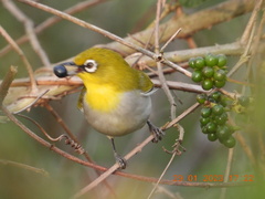 Zosterops palpebrosus