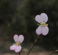 Stylidium pingrupense