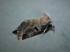 Plagiomimicus pityochromus