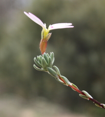 Stylidium pingrupense