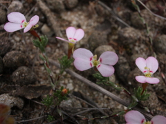 Stylidium pingrupense