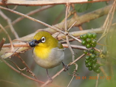 Zosterops palpebrosus