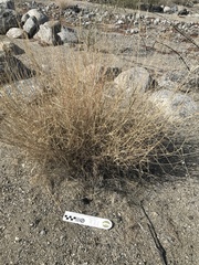 Hilaria rigida