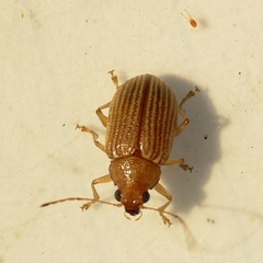 Colaspis brunnea