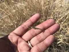 Hilaria rigida