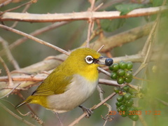 Zosterops palpebrosus
