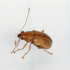 Colaspis brunnea