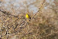 Crithagra flaviventris